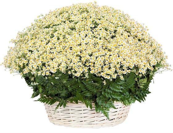 Цветочная композиция из Ромашки в корзине в Григорово
