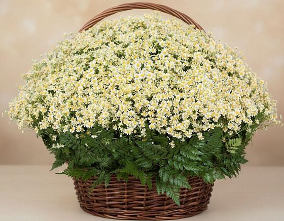 Цветочная композиция из Ромашки в корзине в Григорово